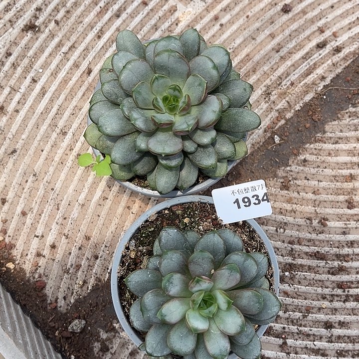 阿雅园艺。    1934葡萄两颗