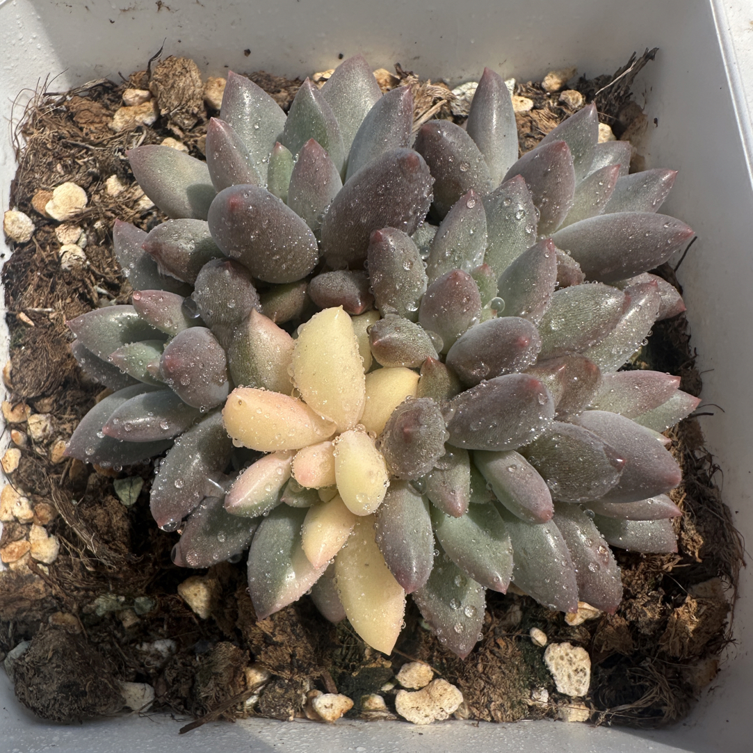 美人锦，阴阳多肉植物