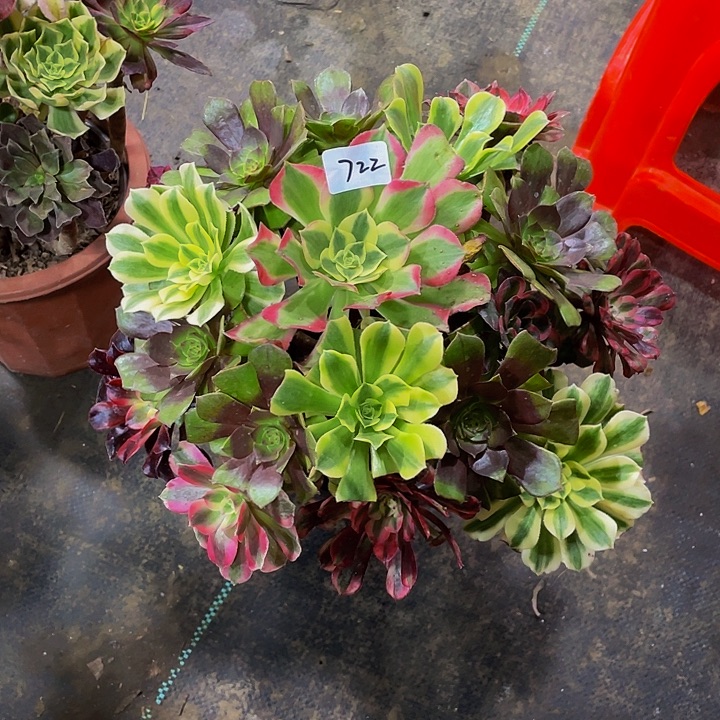 叶***子架接00000000000722号