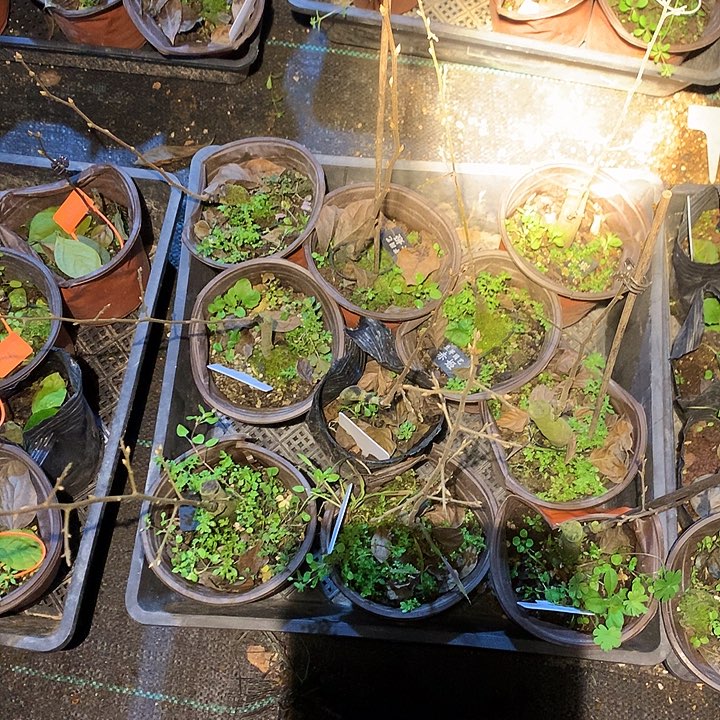 无花朵赤姬嫁接苗25.8