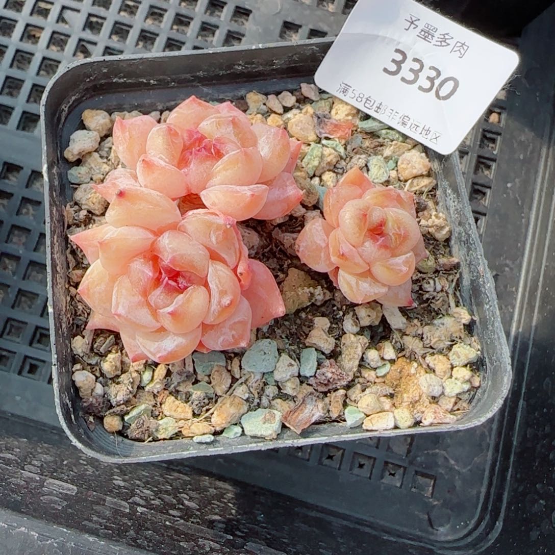 话梅糖，3330多肉植物