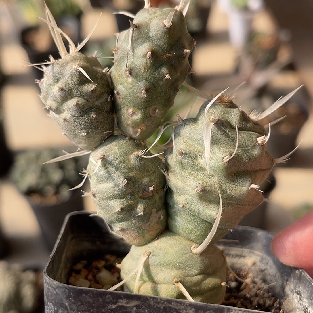 纸刺武藏野一物一拍