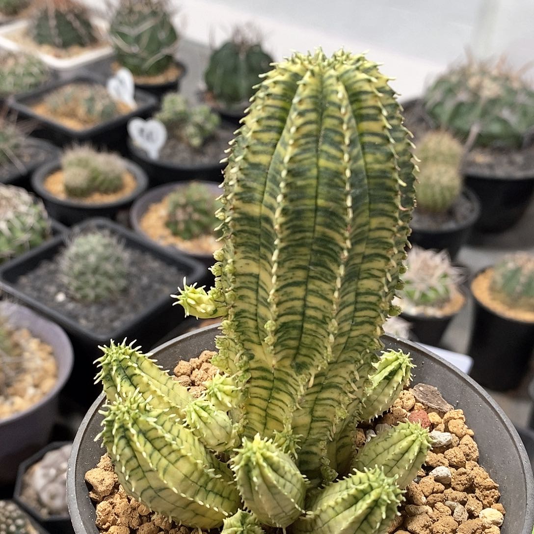 布纹球锦仙人球群