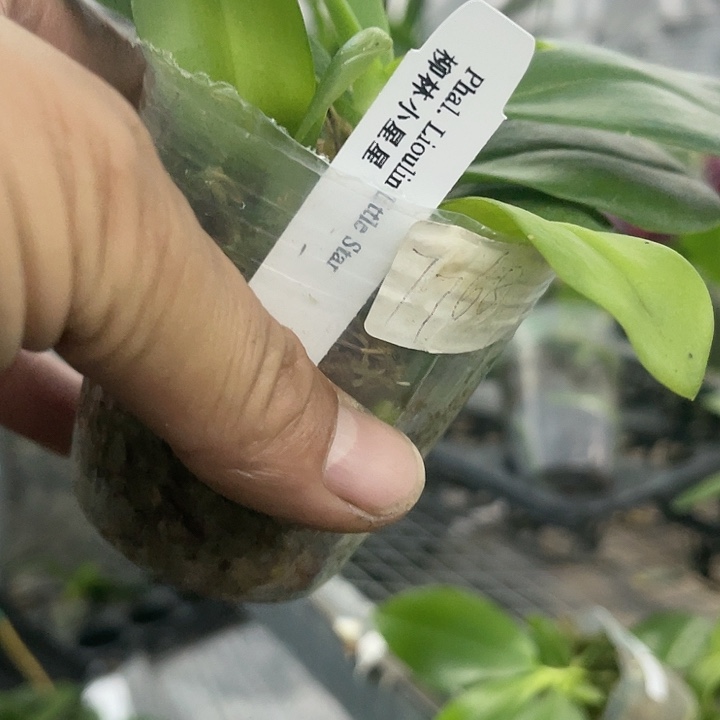 当前无花栽培后可以开花柳林小星星