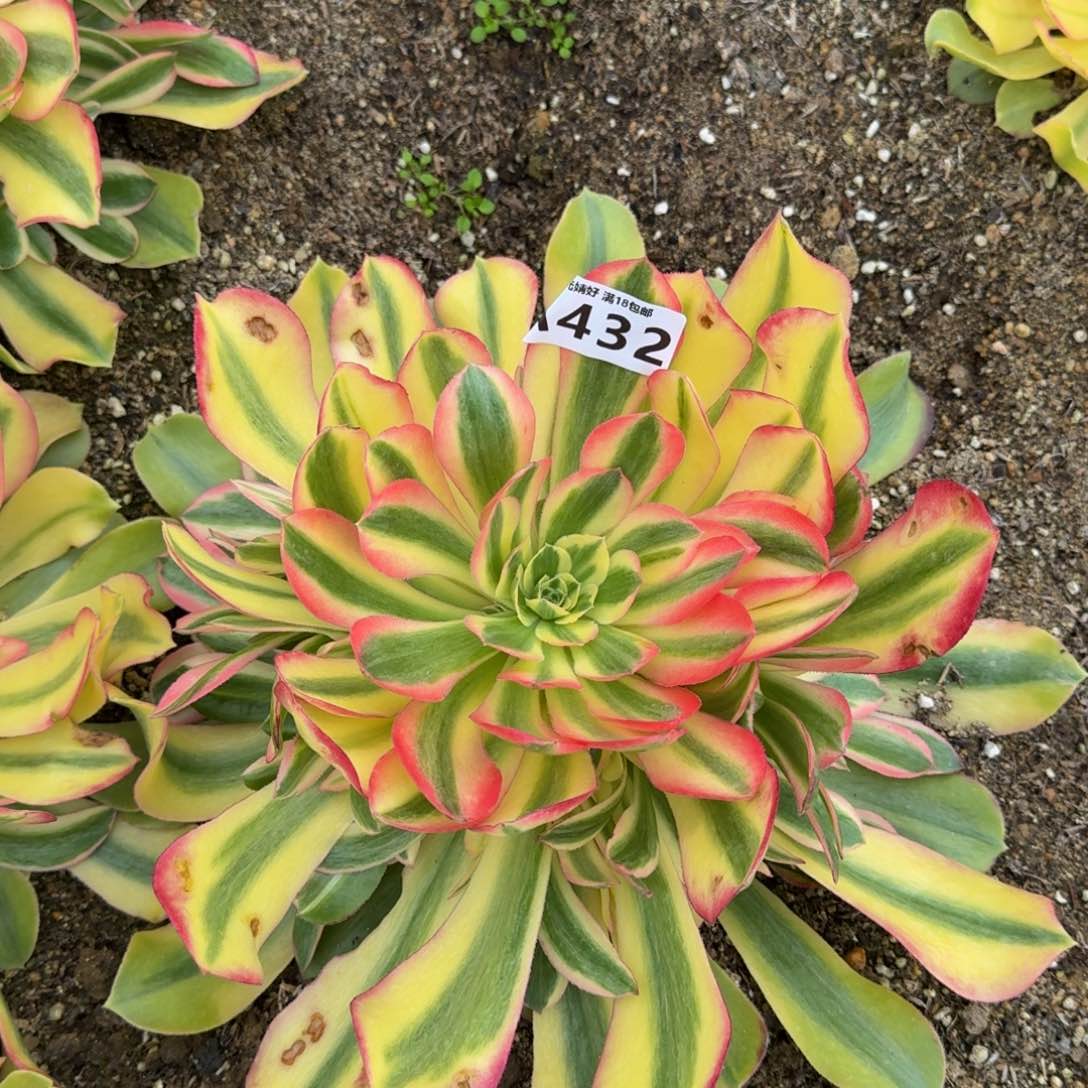 432洛神多肉植物