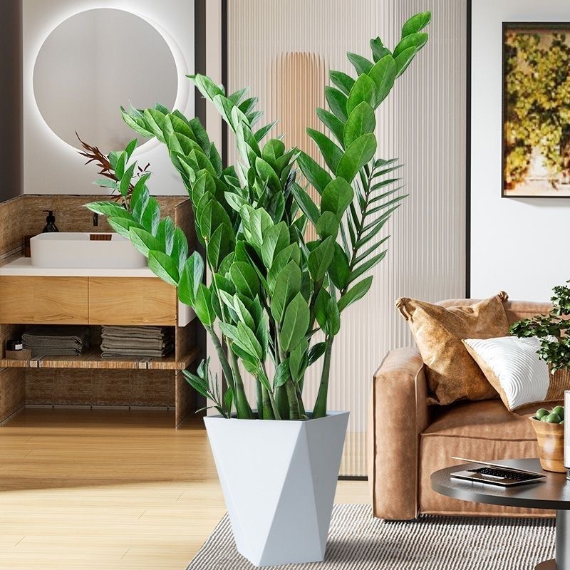 【金钱树】金钱树60-70公分摇钱树室内好养净化空气懒人好养绿植