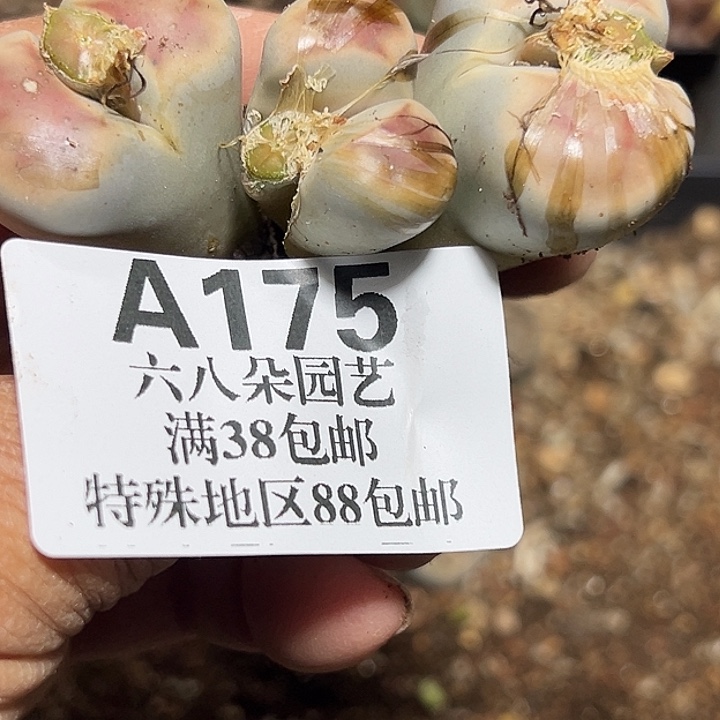 大***瓜175号生石花2盘在中央音乐学院