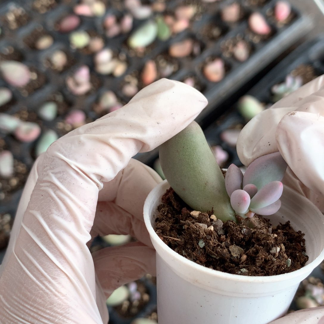 韩国米可奶酪砍头米可多肉