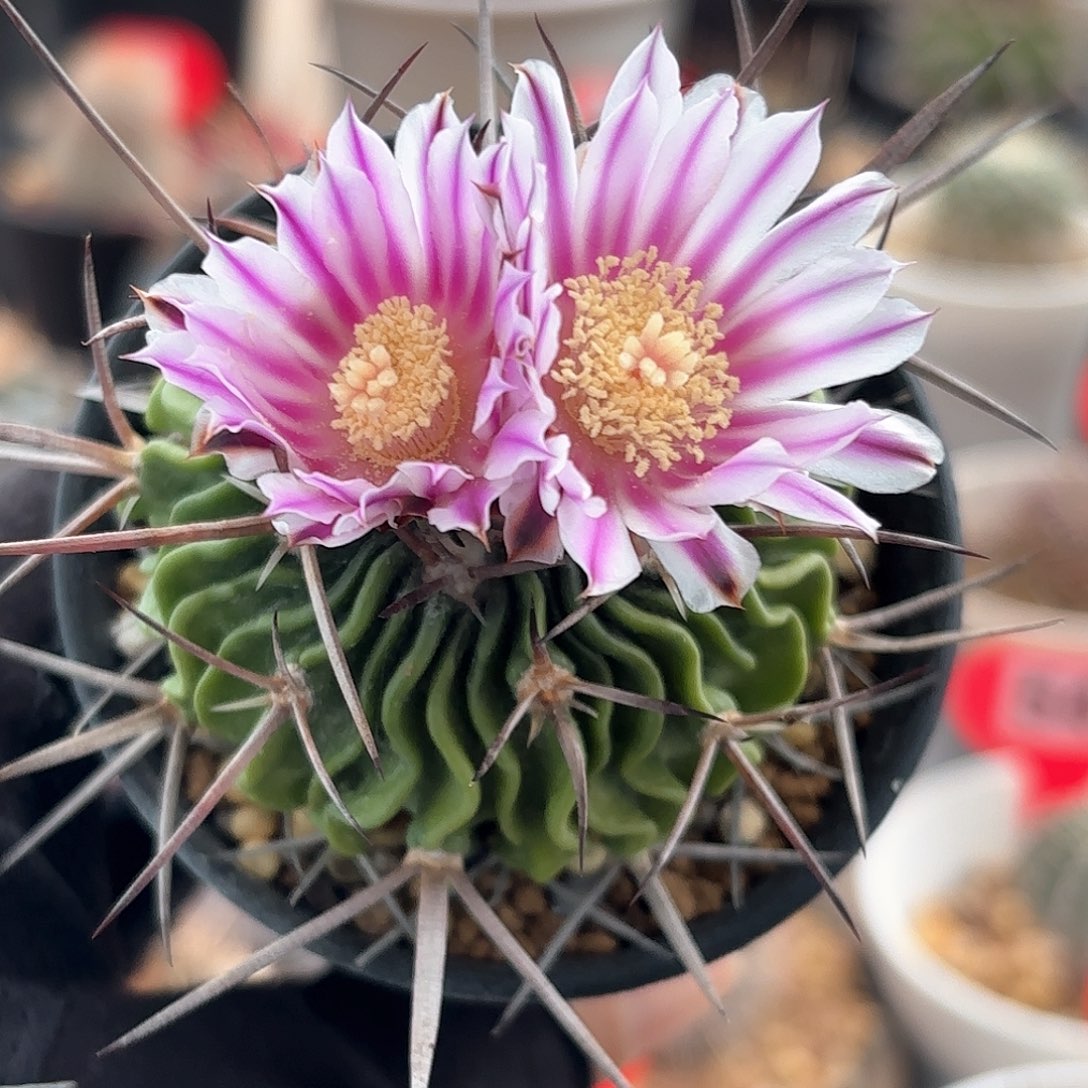 仙人球实生多棱玉