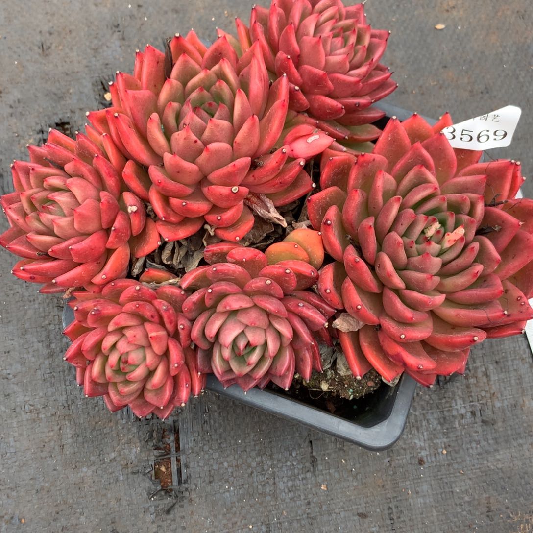 3569杂交多肉植物