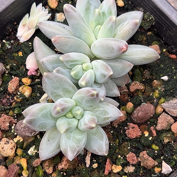 雪戴利美人特价一物一拍