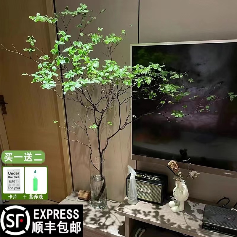 【日本吊钟】鲜切枝水培植物绿植马醉木室内好养客厅水养花卉盆栽