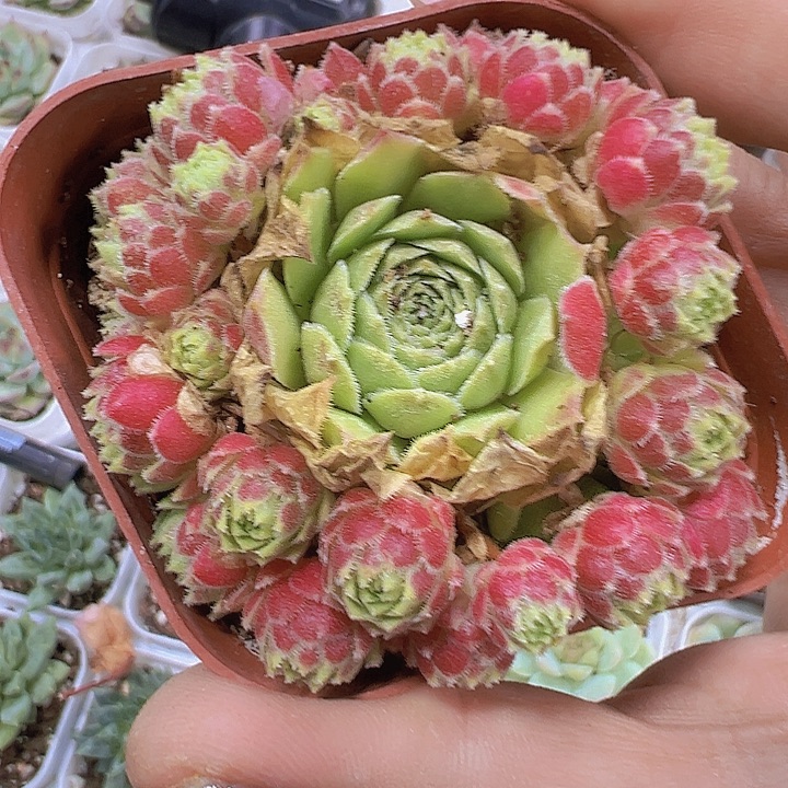 爱德华19包邮多肉植物