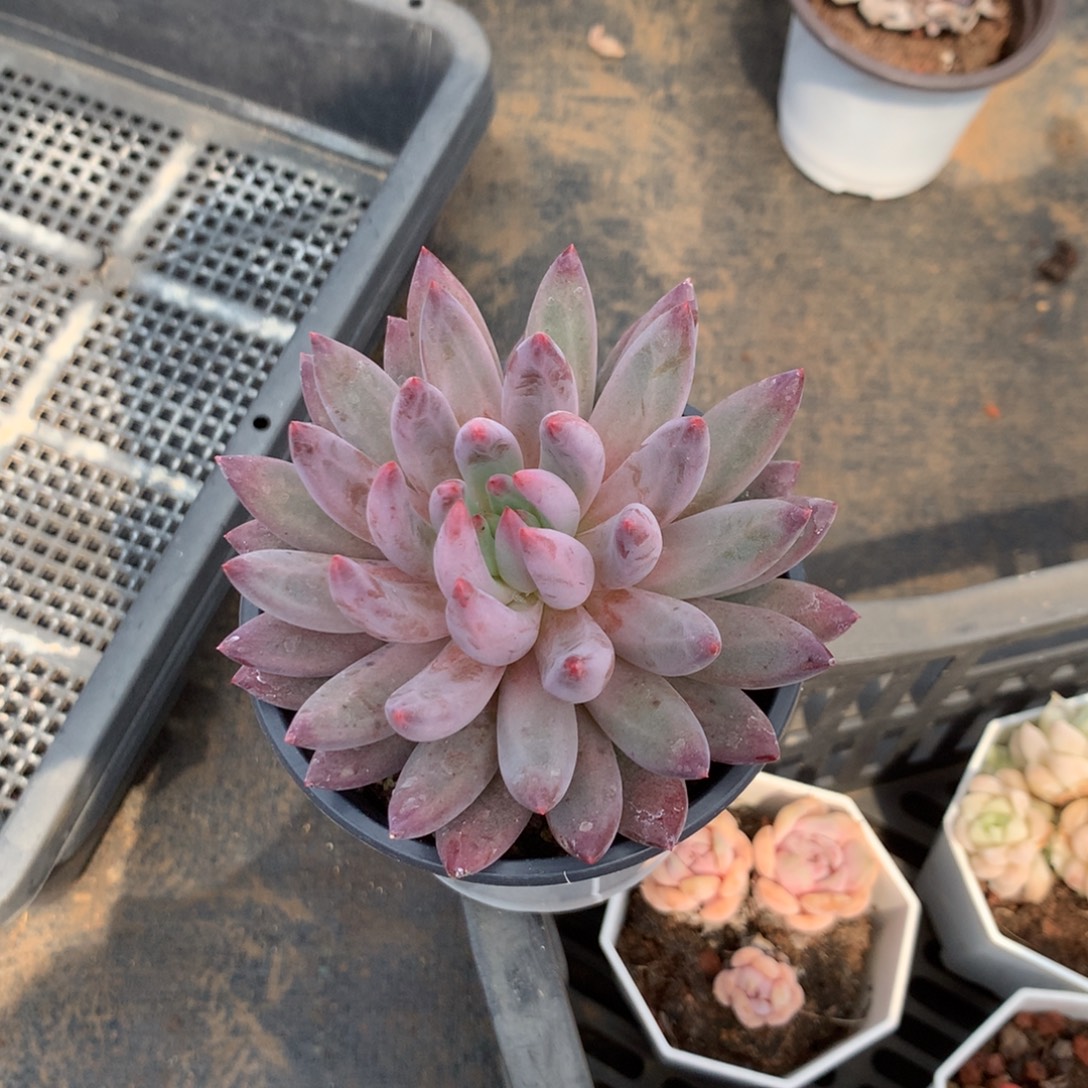 你不去上班呀么啊