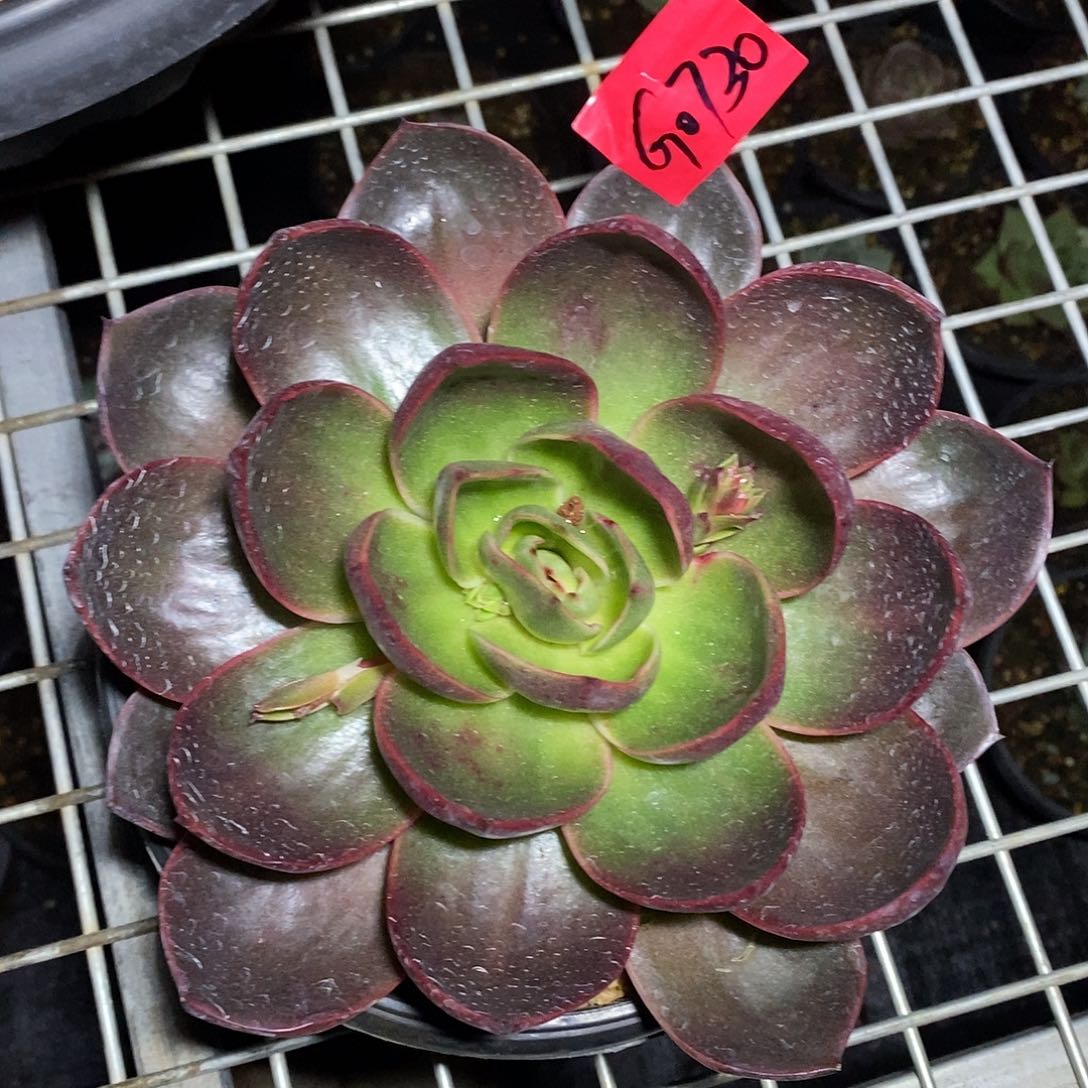 多肉植物多肉植物0730