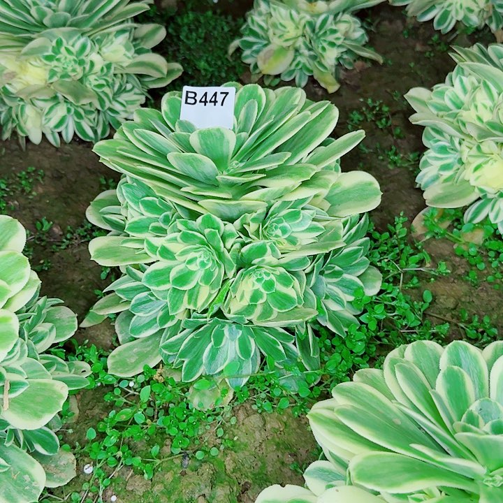 迈巴赫447无售后