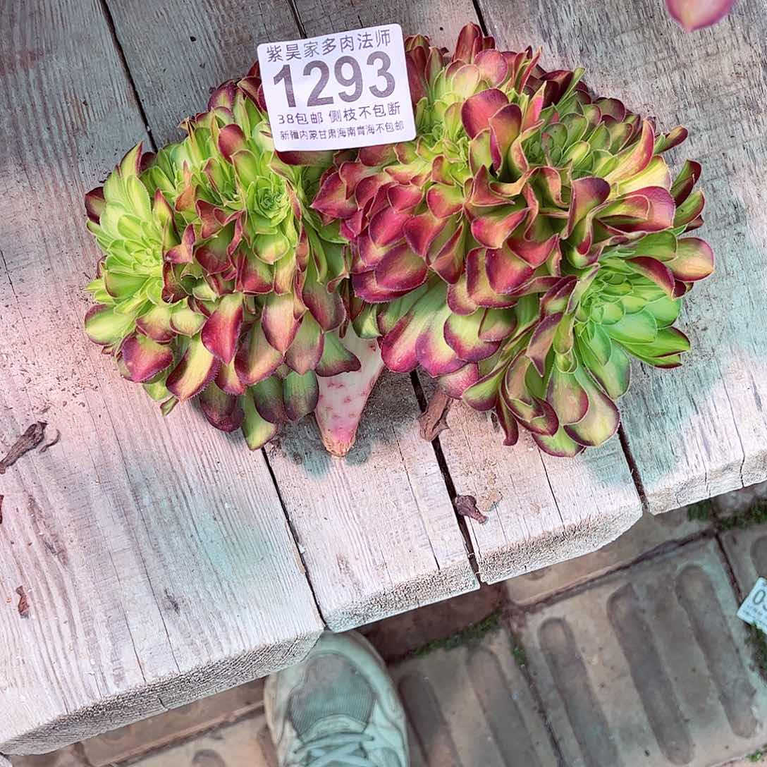 顺**然1棚法师0000韶华缀1293