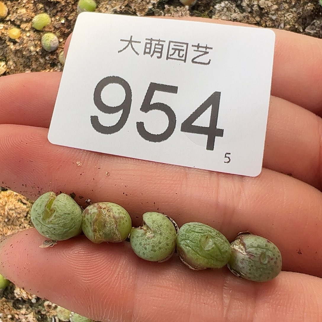 0000954量拍CR1343小黄瓜斑马单头8颗