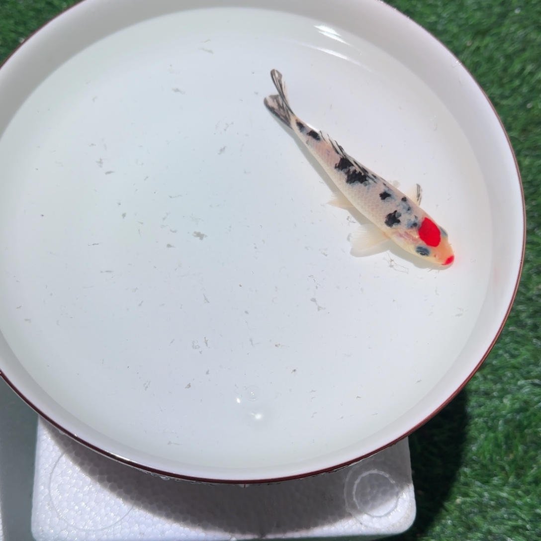 冷***却锦鲤锦鲤 观赏鱼 锦鲤