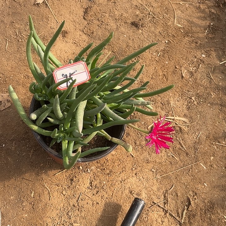 乐***呵奔龙一物一拍95号