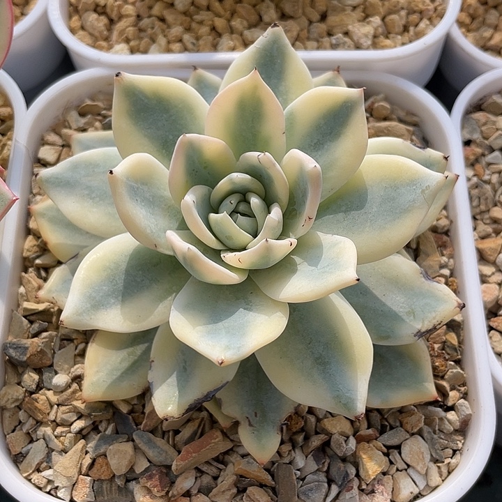 盖亚覆伦锦。锦龙一物一拍10