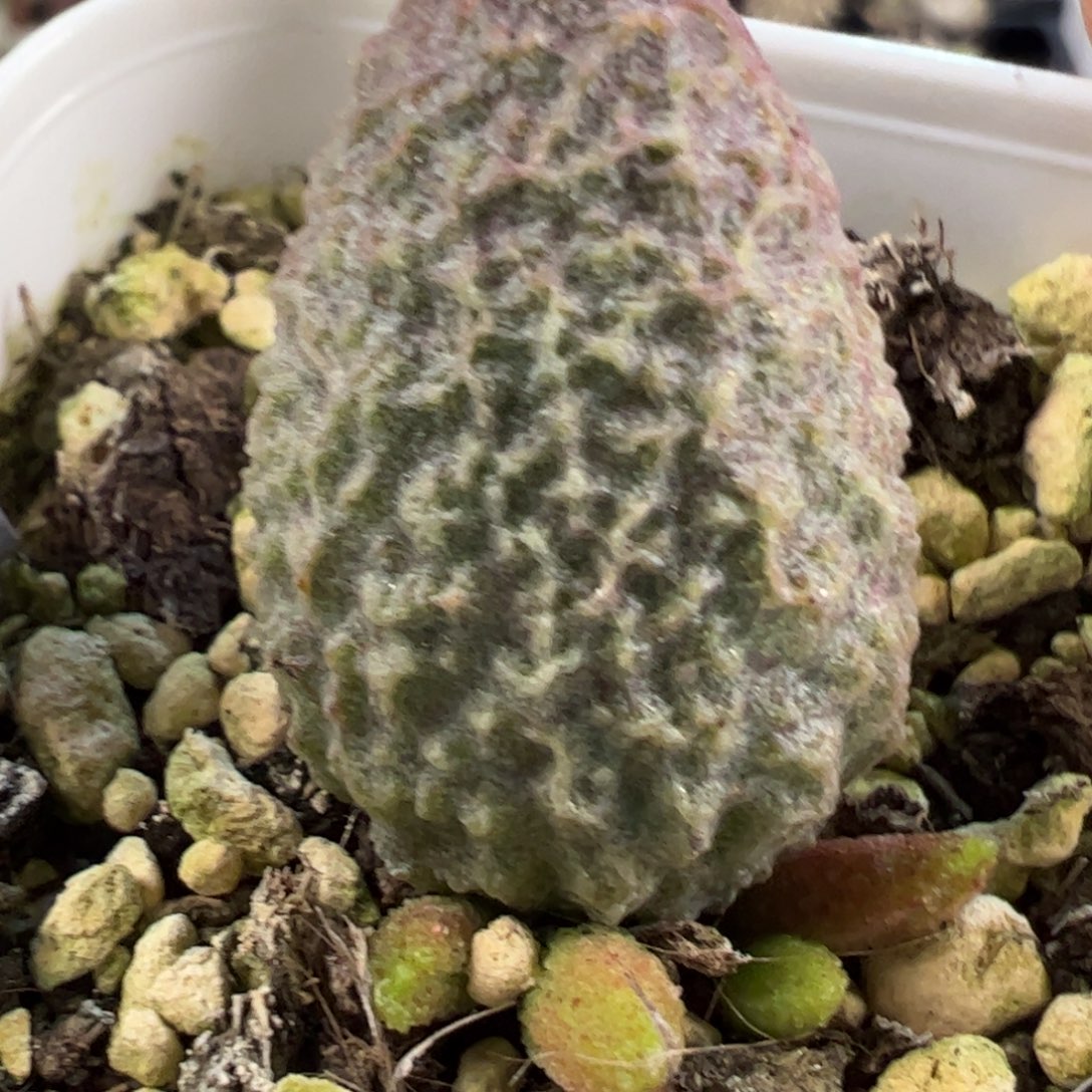 实生新品多肉植物水泡