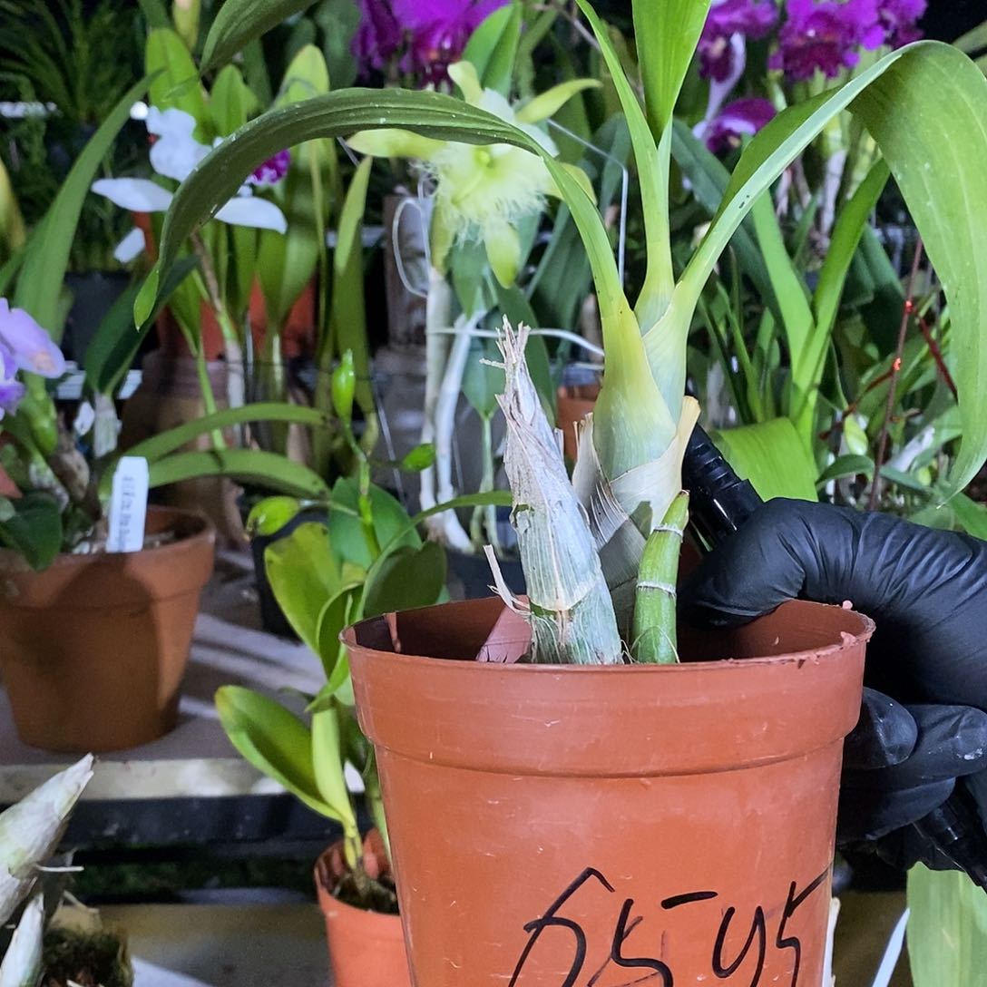 当前无花朵，栽培后可花朵周*一黑珍珠