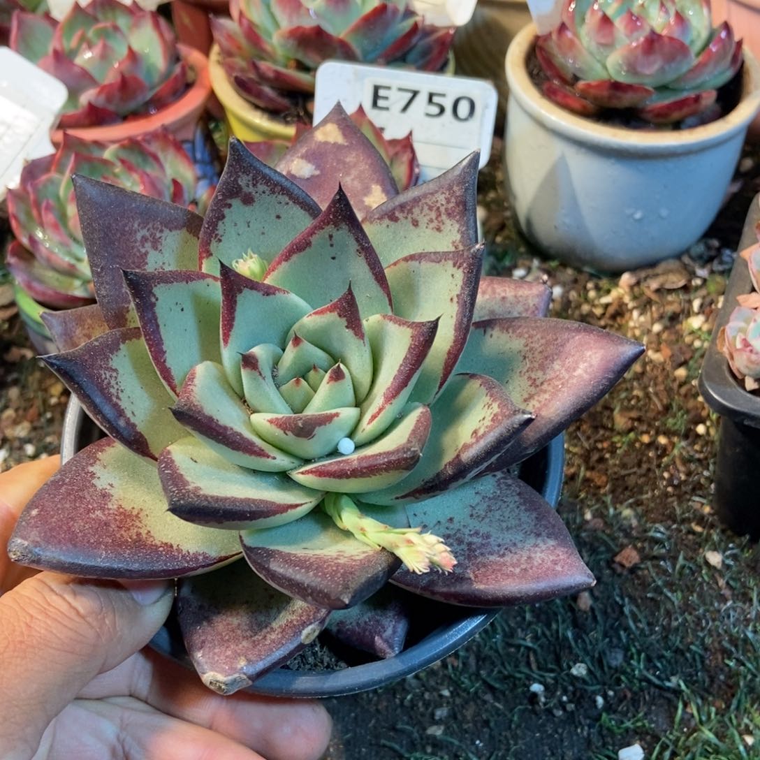 乌木多肉植物保护