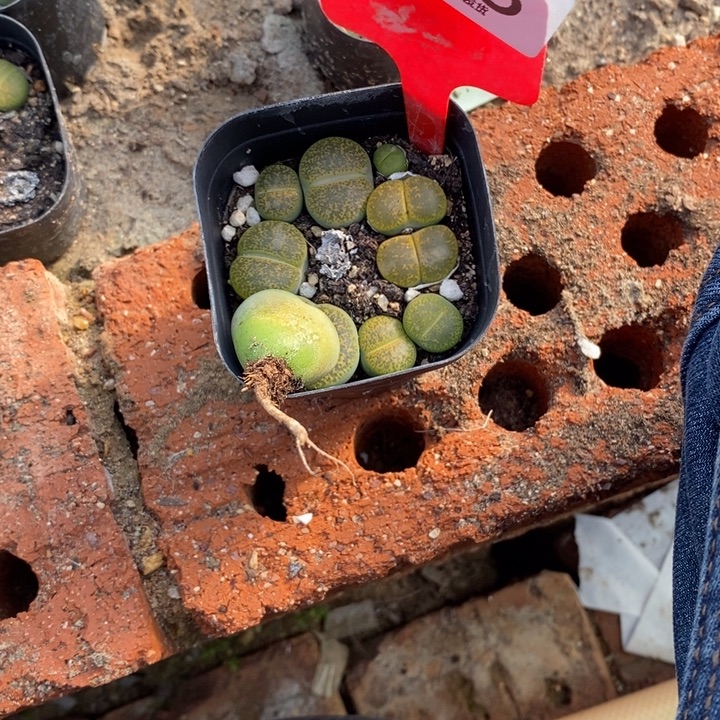 梦***女生石花等植物的生长243