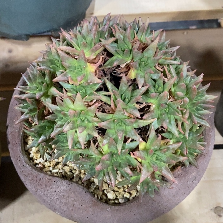 54头绿菊捧花老桩自然群