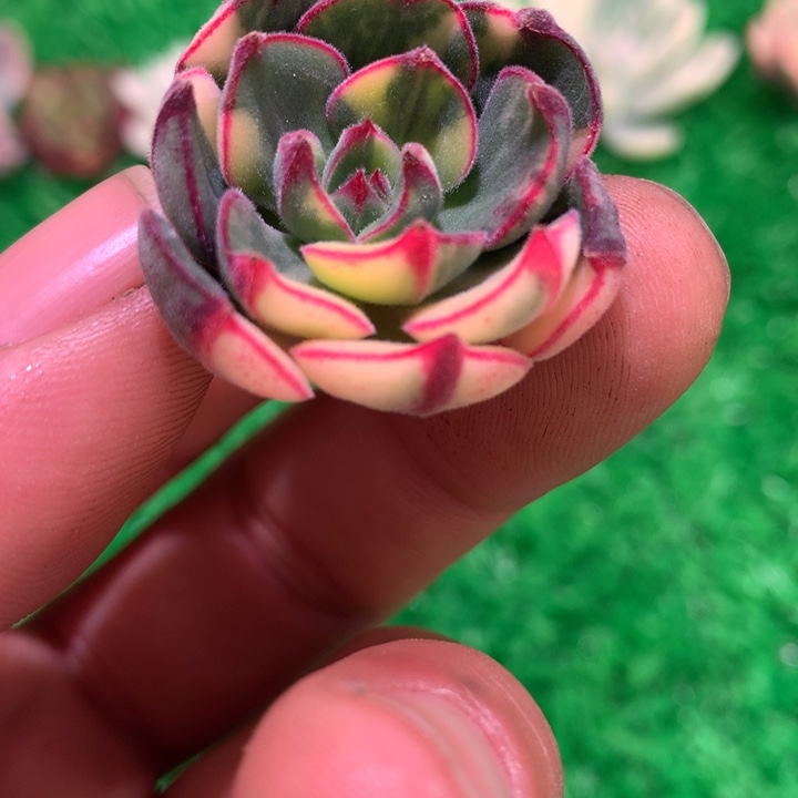 丹尼尔锦，拉丝锦