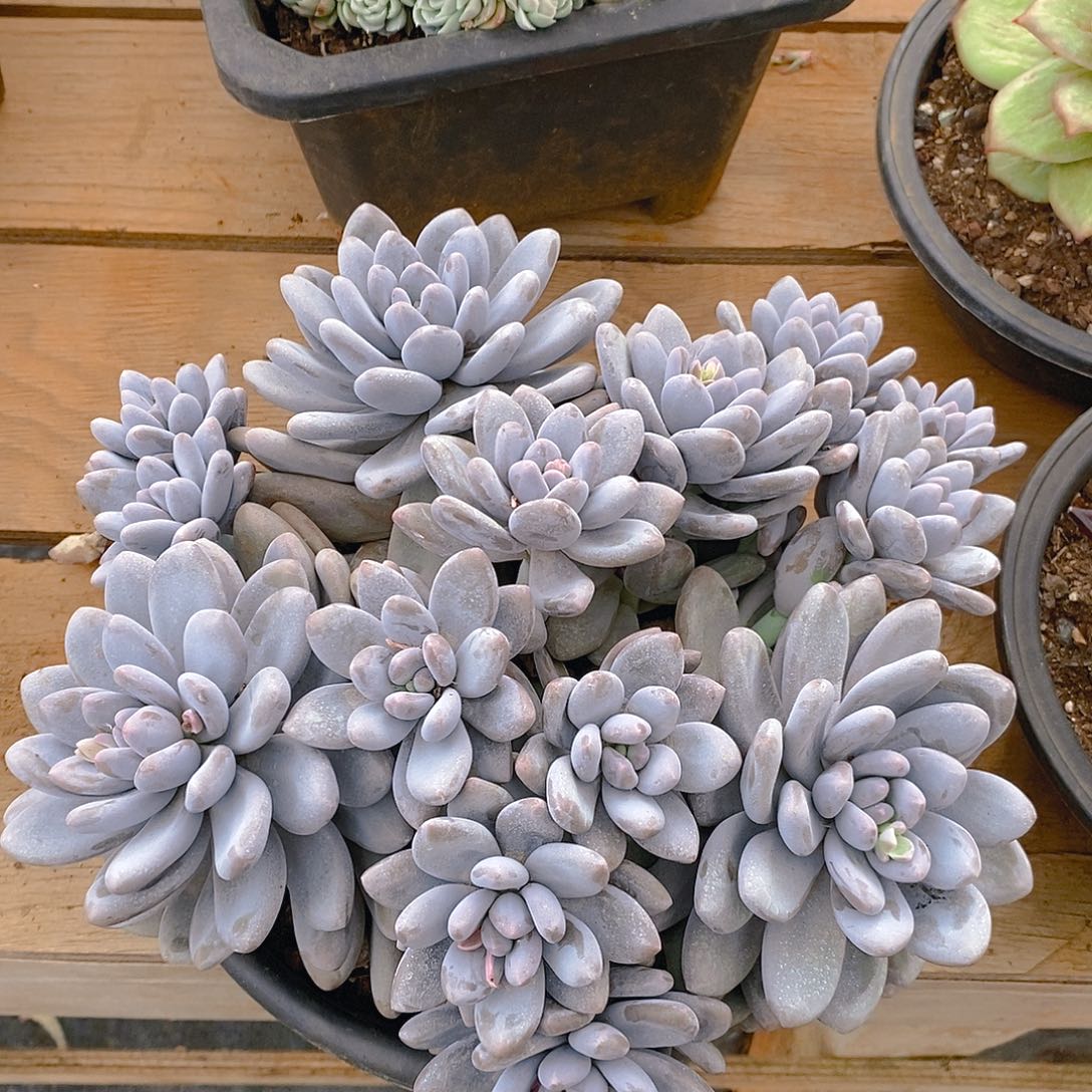 多肉植物美系大群