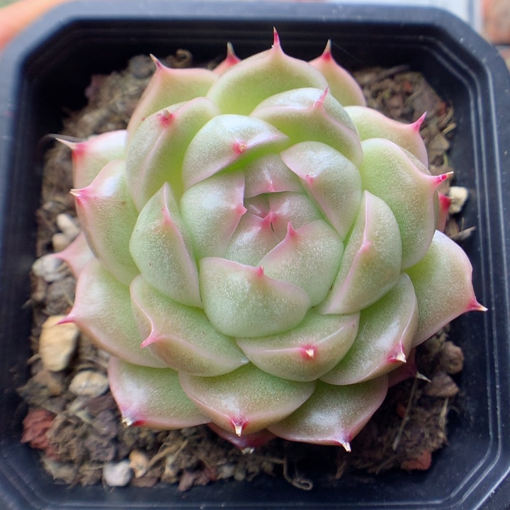 多肉植物。  麦秆49