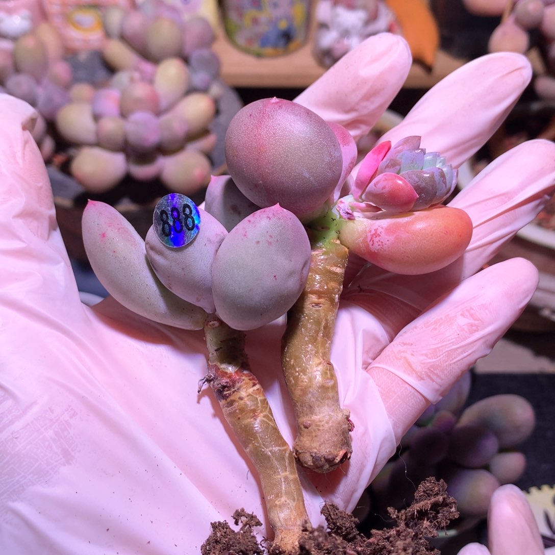 小屁桃奶酪多肉俩了一起