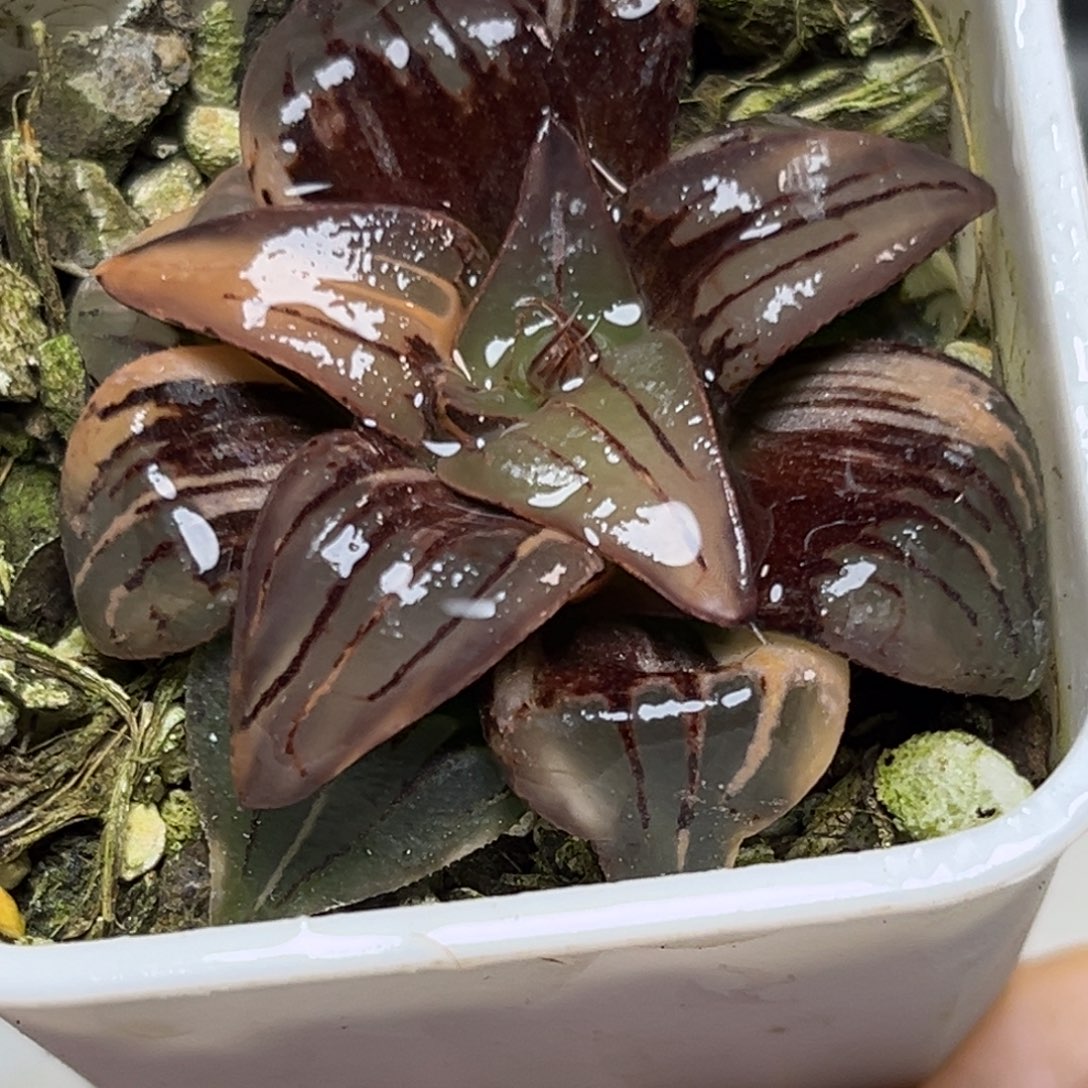 十二卷多肉植物1936红纹