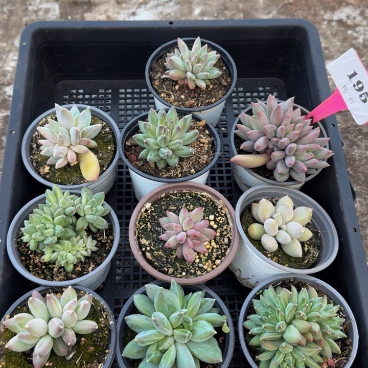 195多肉植物一物一拍