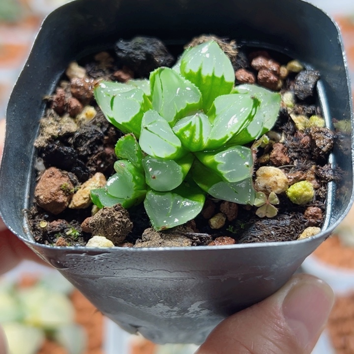 十二卷多肉圣诞蜡烛