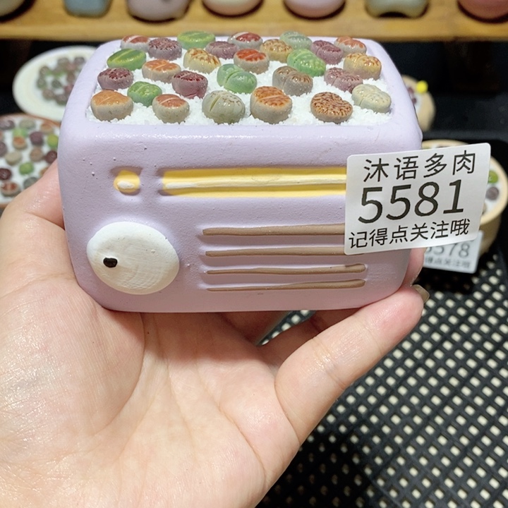 带盆土植物 一物一拍5581
