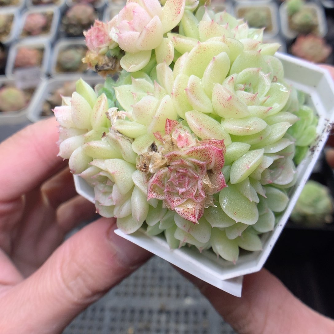 R138y y y y y y y y y y