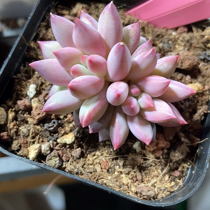 多肉植物虞美人28