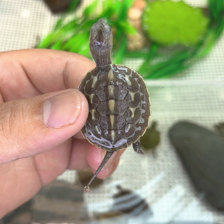 不分公母宠物龟变异花龟苗