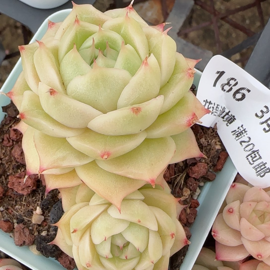 花语逸镜0310-186