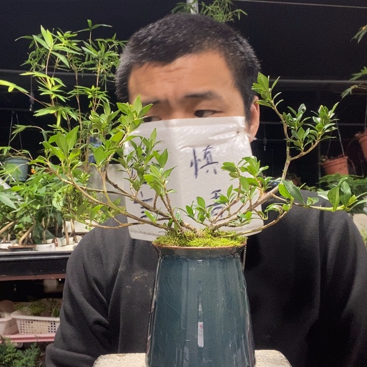 _***乄以实际为准盆景绿植盆栽81