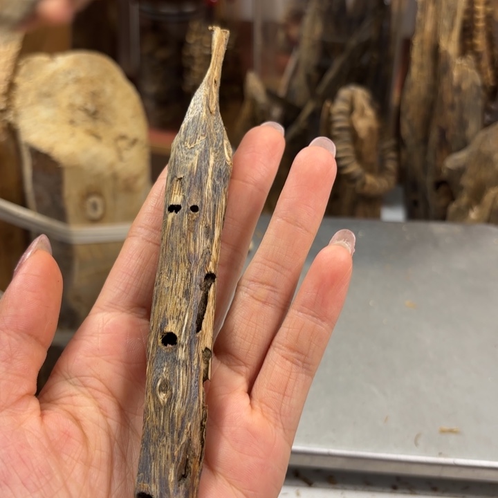 沉香碎屑沉香乌身圆叶品种天然虫漏13克