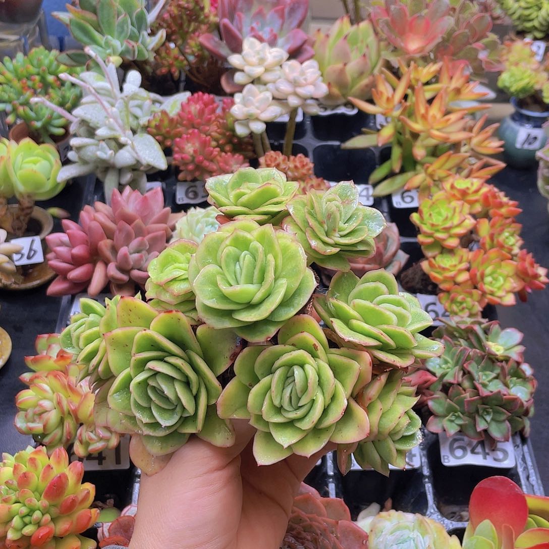 尛***乖花钱花钱花钱花钱花钱