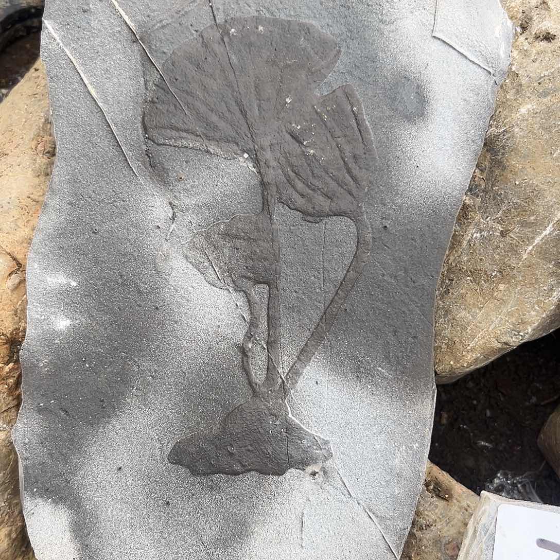 A***2石材贵州省沉积岩石头摆件