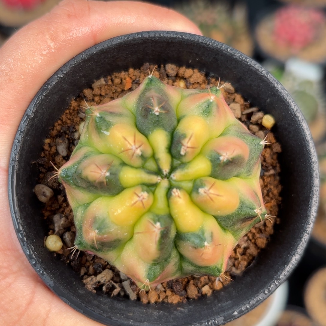 泰系米哈实生侧303