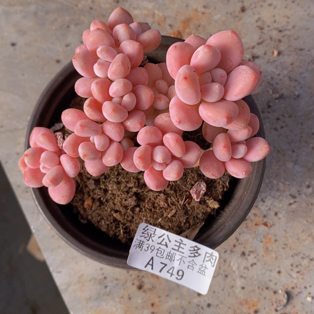 樱花洛神10cm749多肉植物