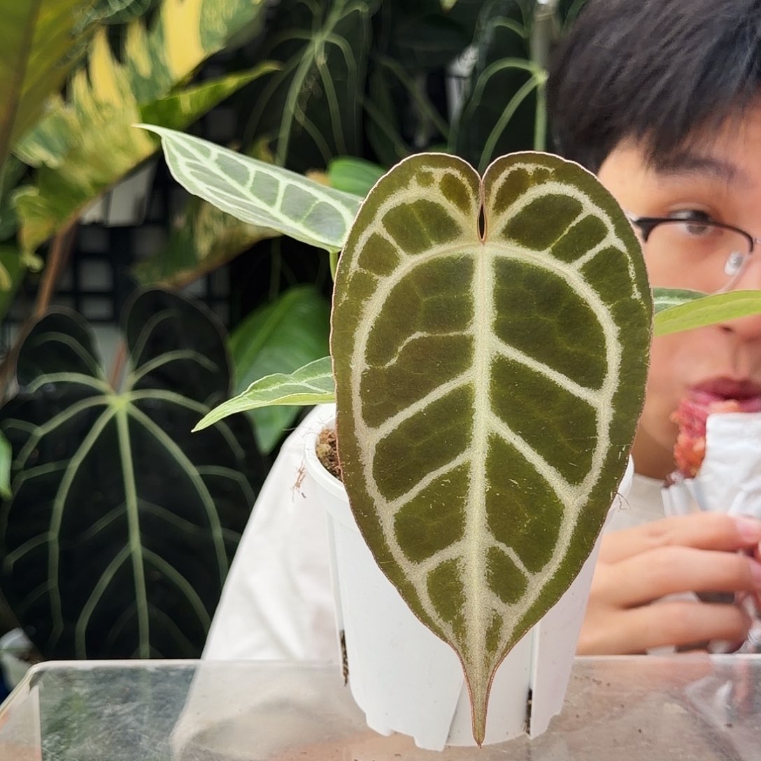 D***I完全开放Q70粉铜红水晶