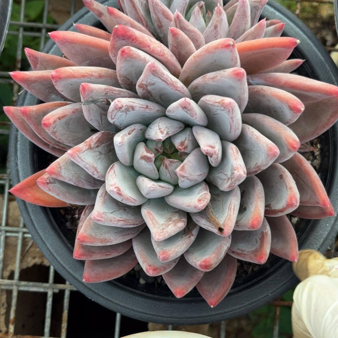 好姑娘多肉园艺，圣徒